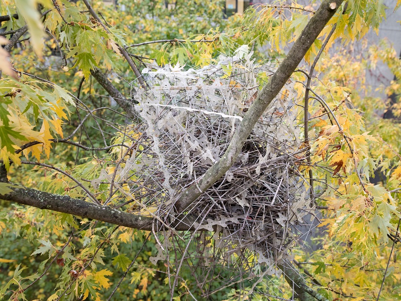 Magpie nest, Antwerp (BE)