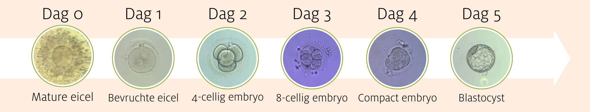 Ontwikkeling embryo